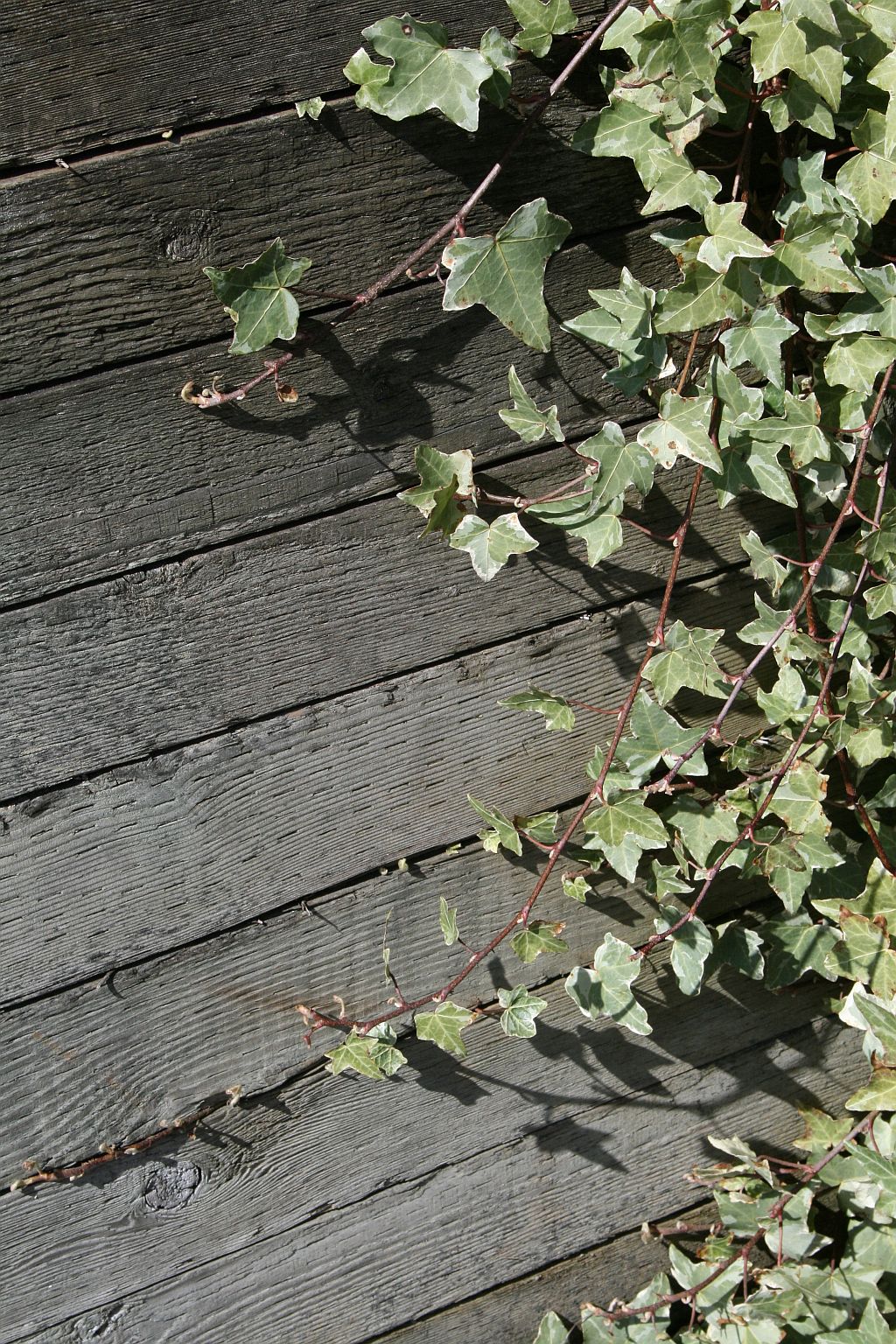 ivy taking over