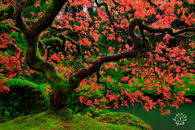 Japanese Gardens