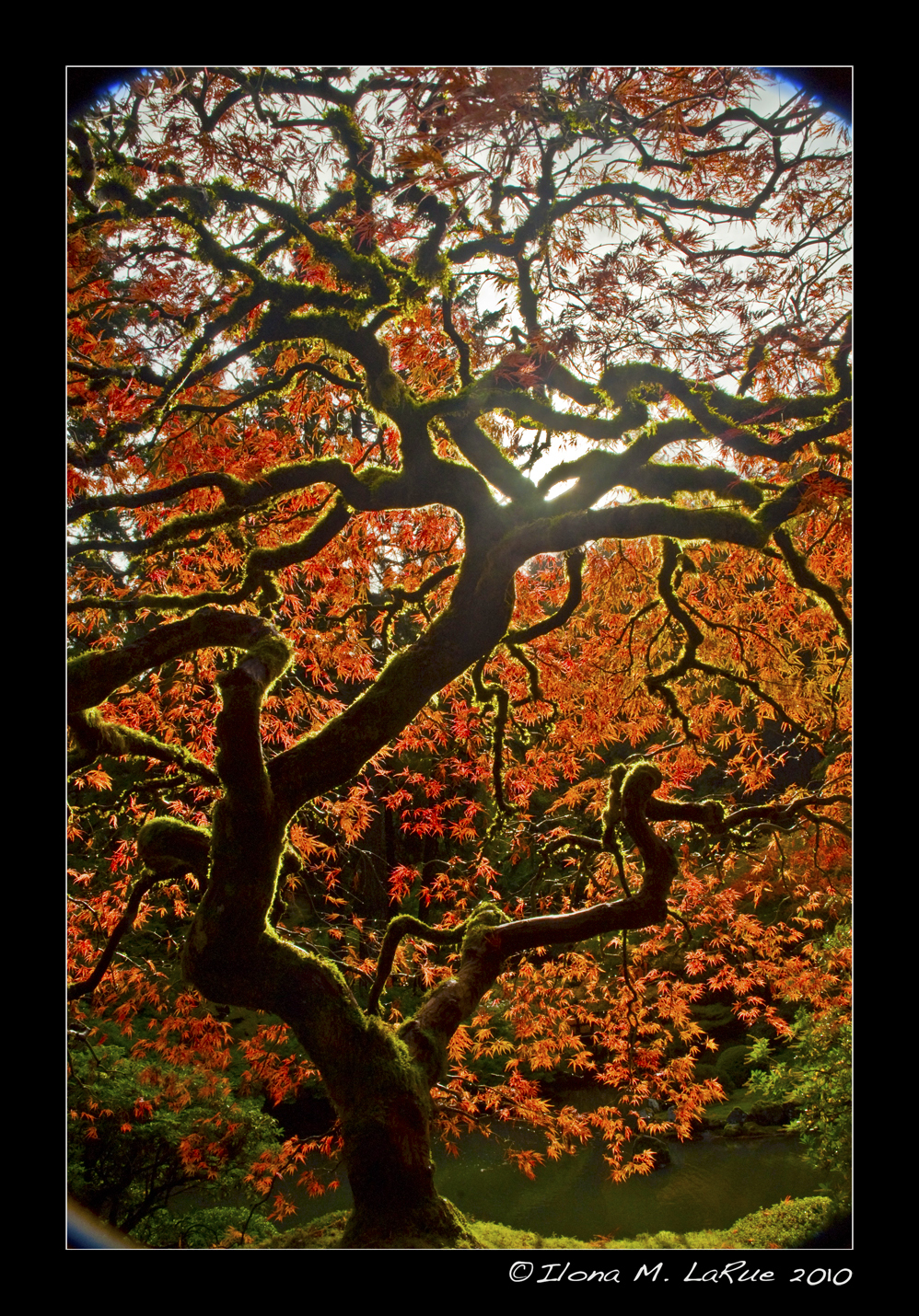 Japanese Maple in Afternoon Sunlight
