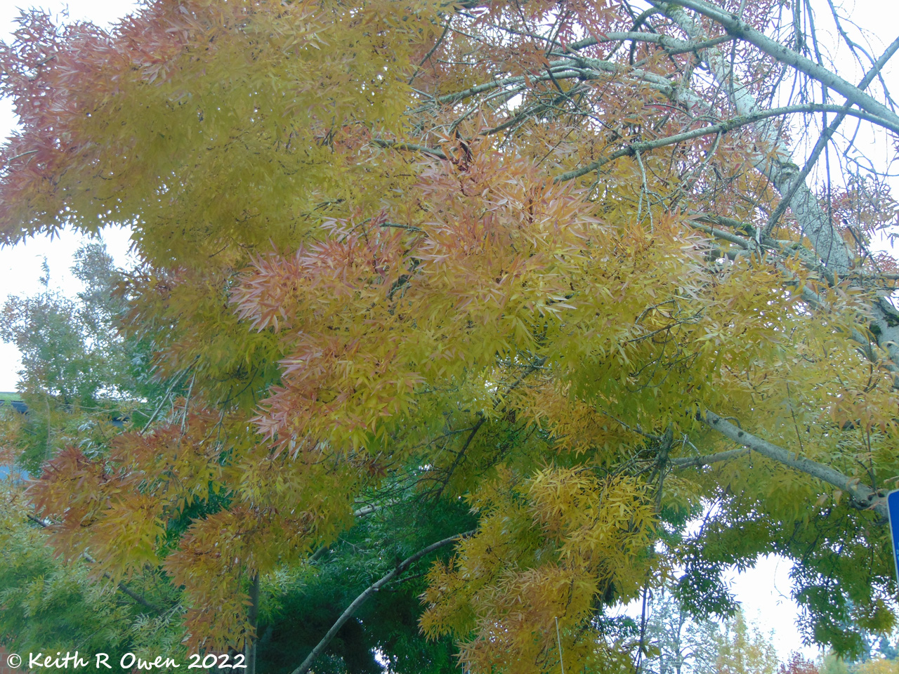Japanese Maple