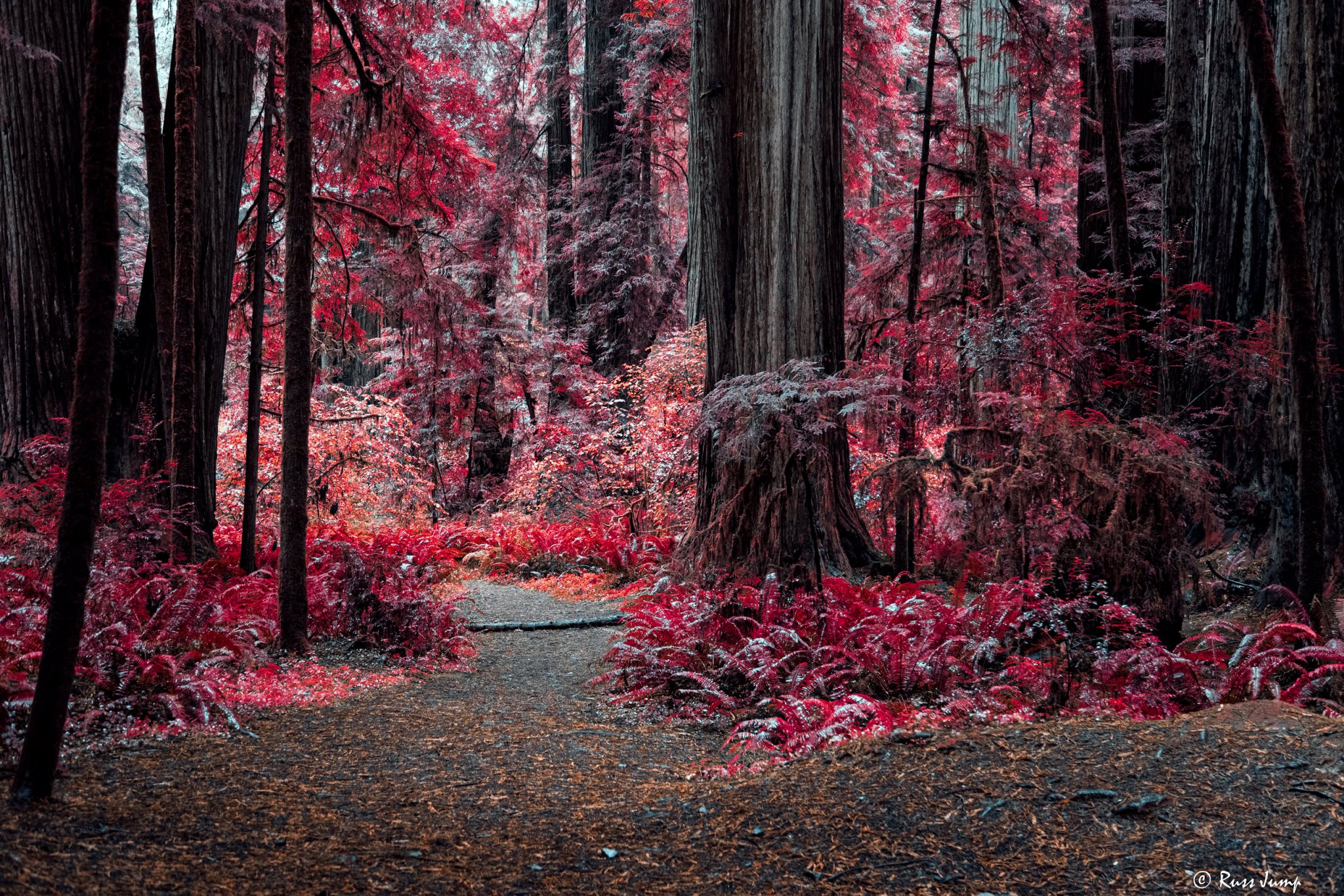 Jedediah Redwoods. Kodak Aerochrome emulation