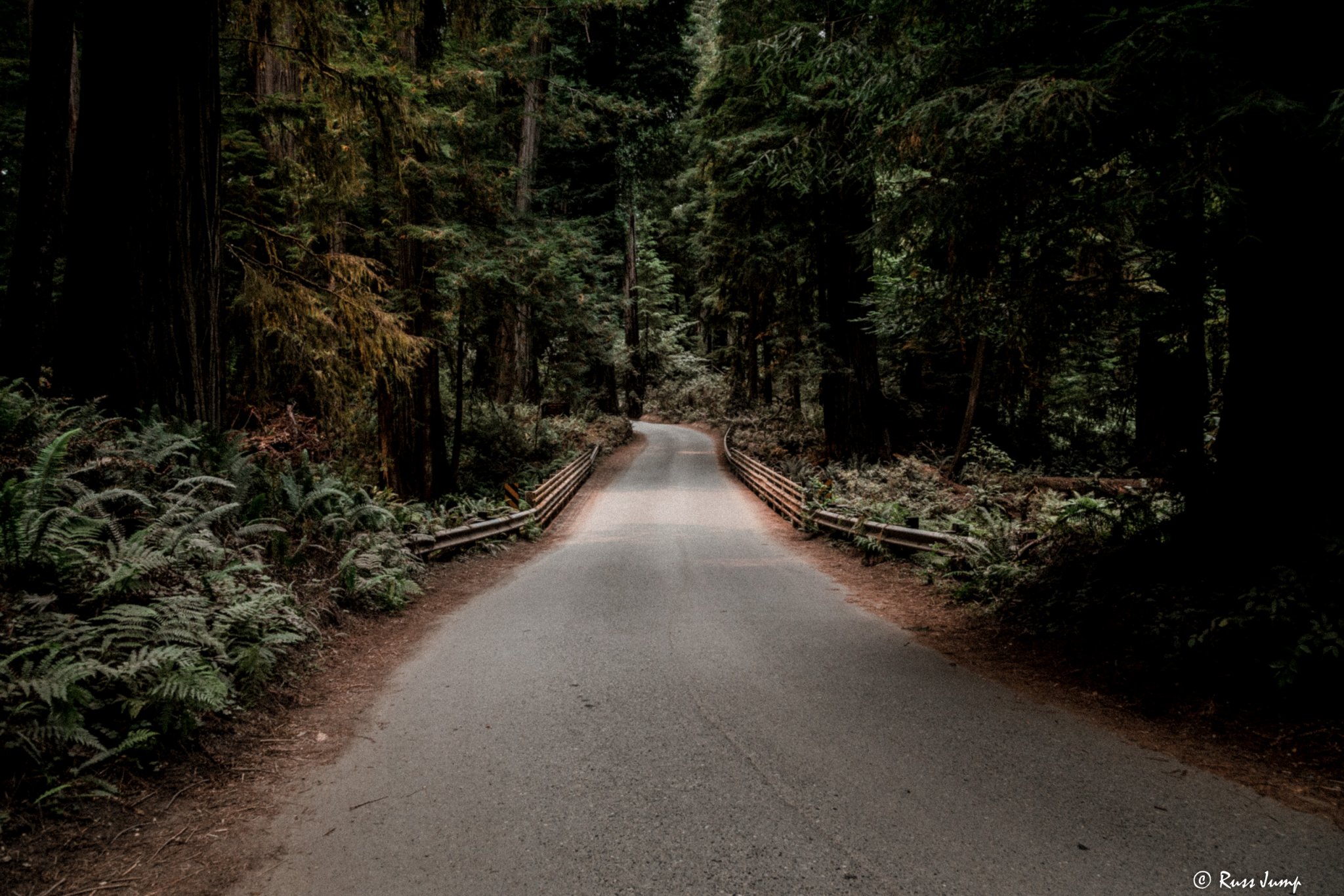 Jedediah Smith redwoods Crescent City ,Ca