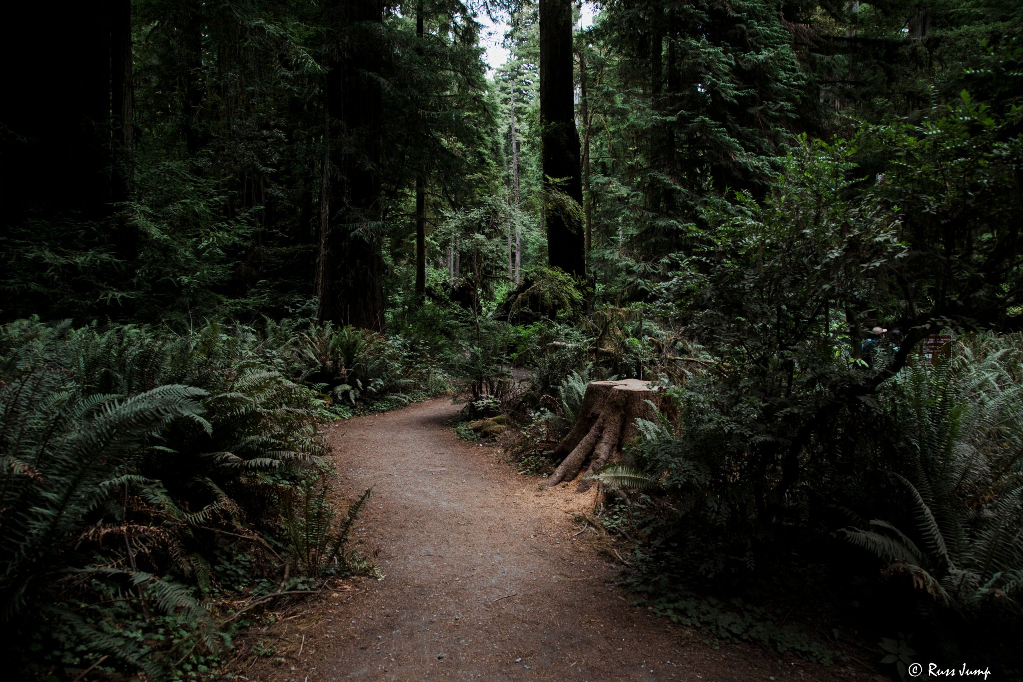 Jedediah Smith redwoods Crescent City ,Ca