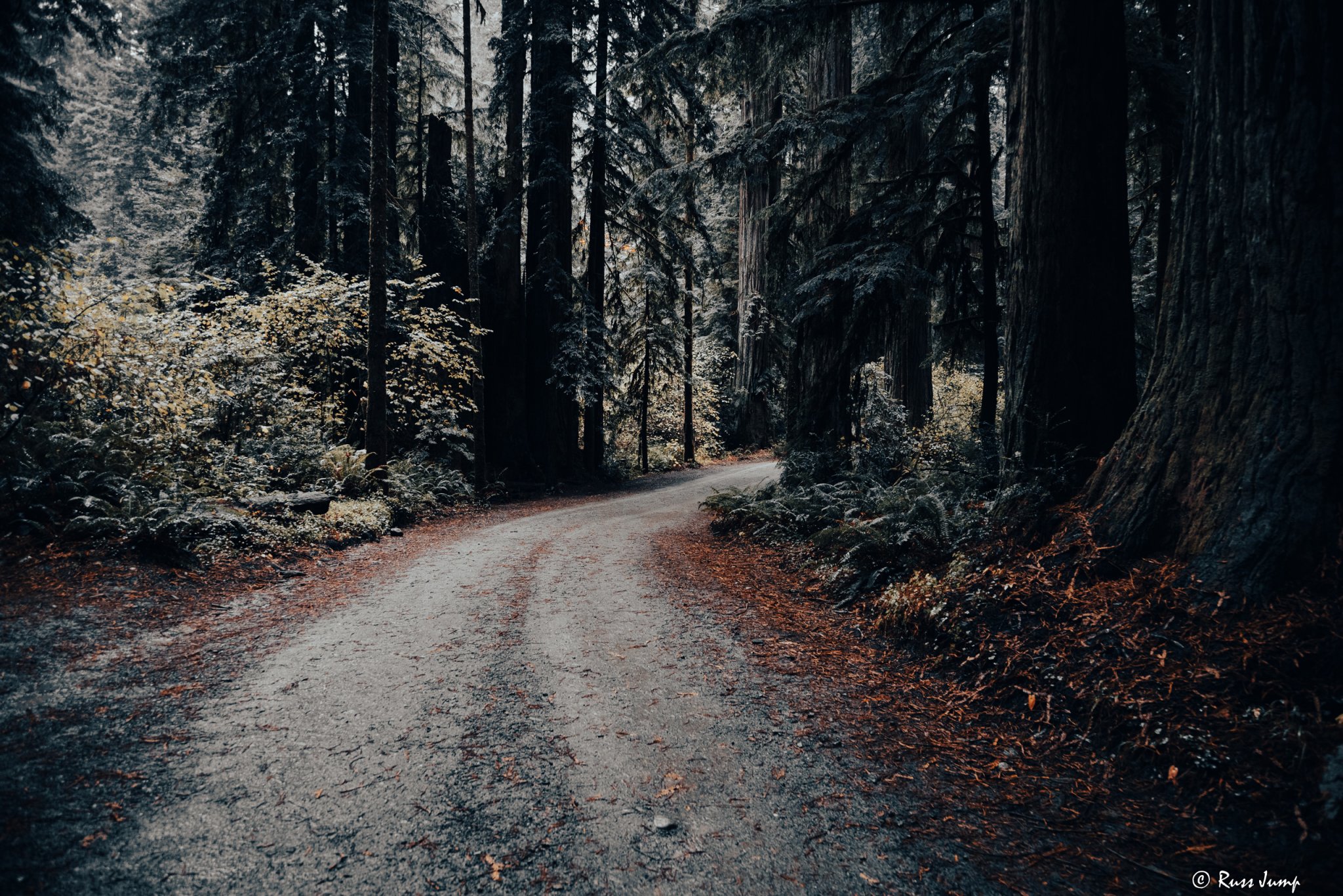 Jedediah Smith Redwoods