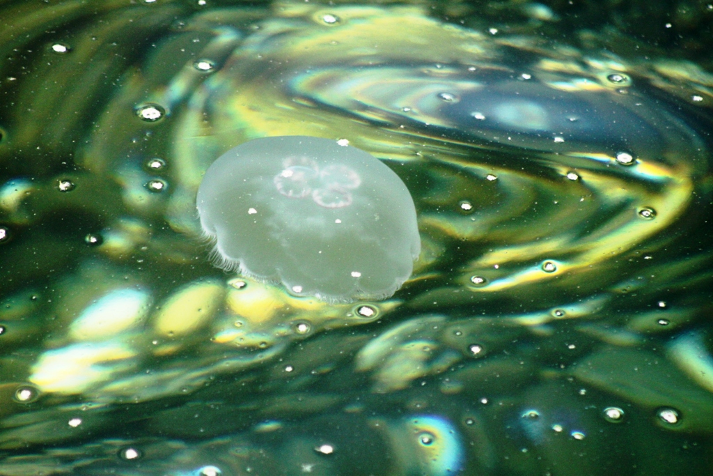 Jellyfish