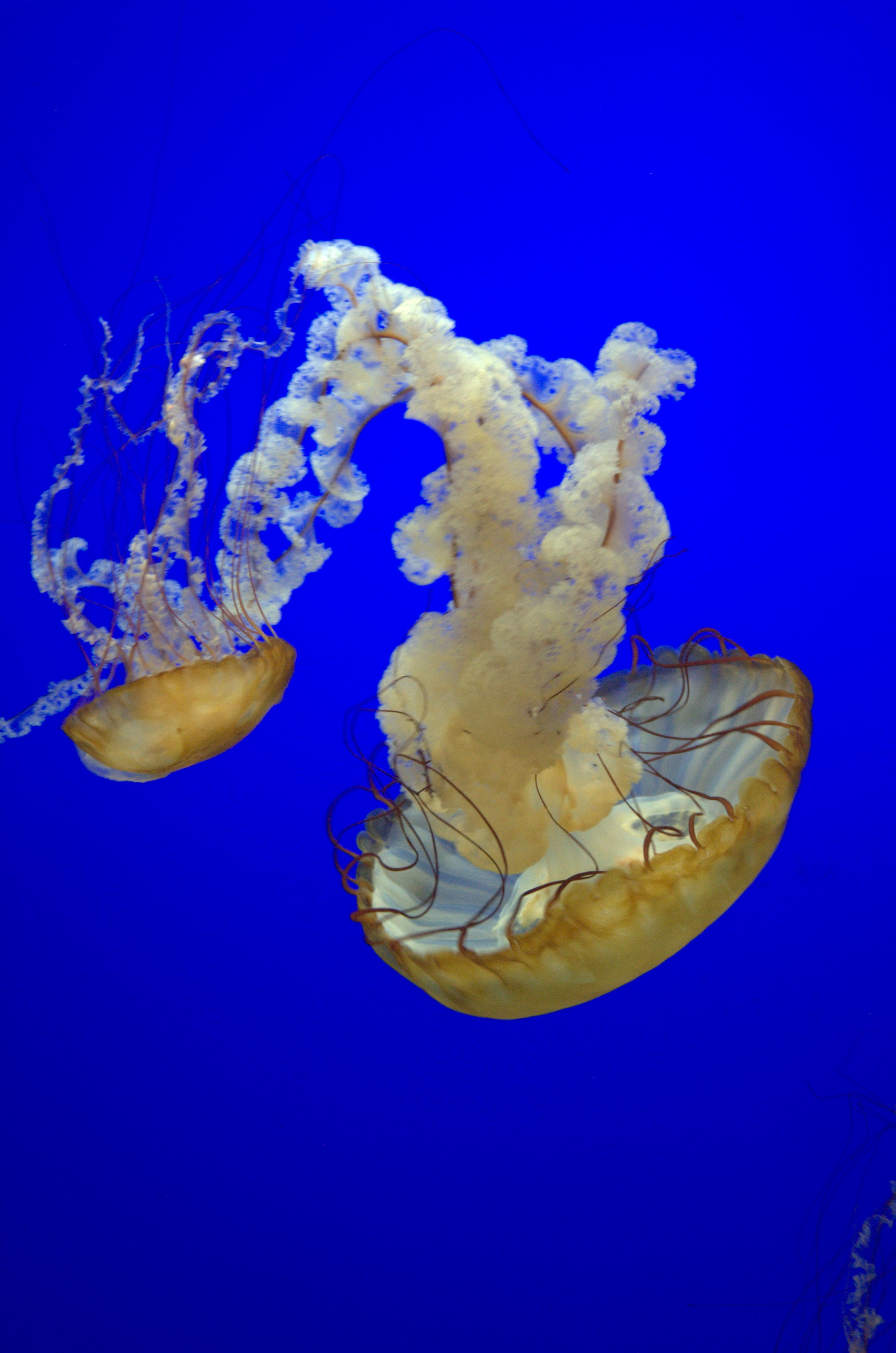 Jellyfish