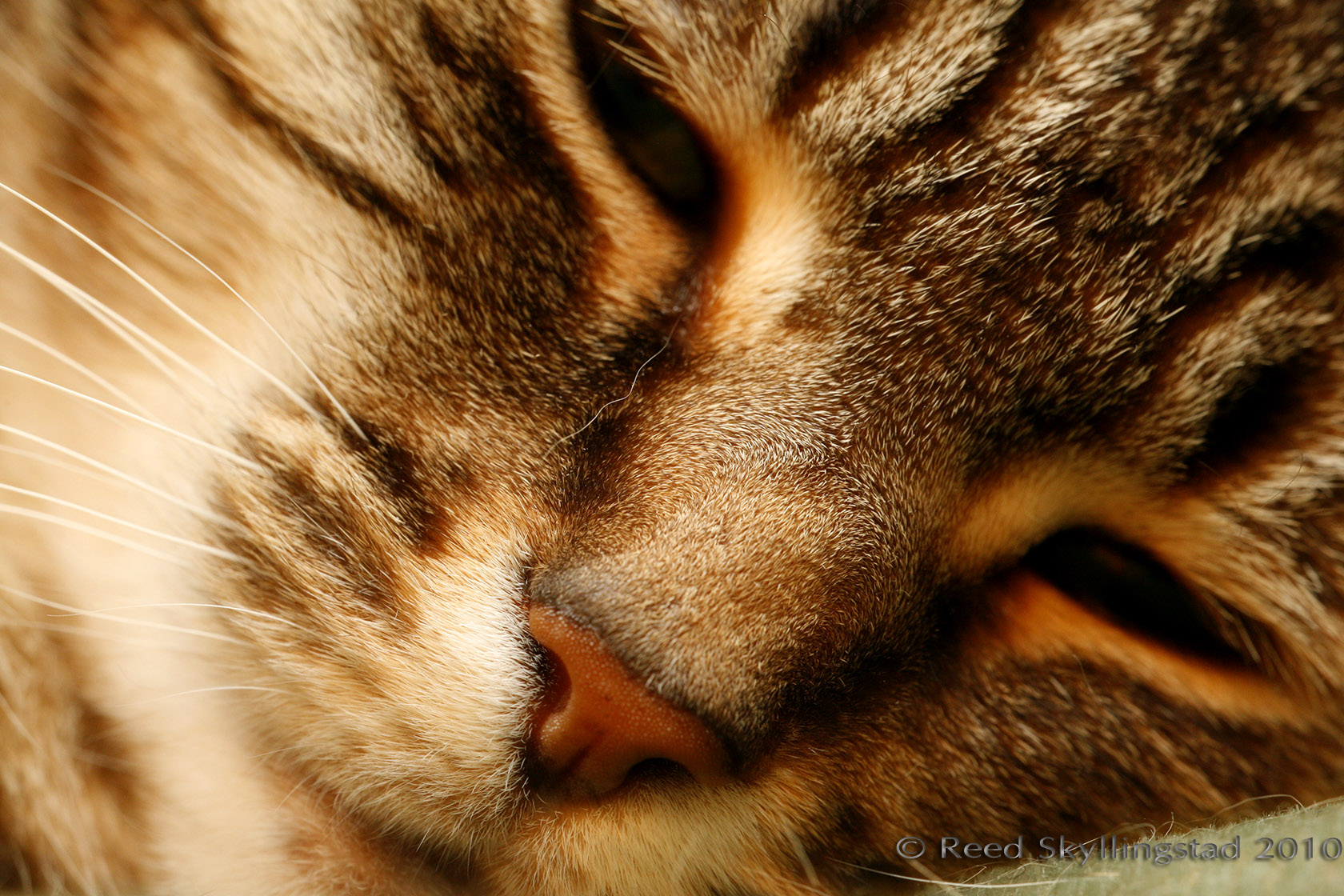 Jessie the Cat