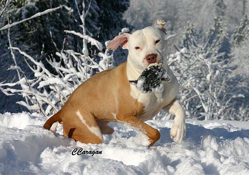 js800_Snow_March_1_2007_JD_031