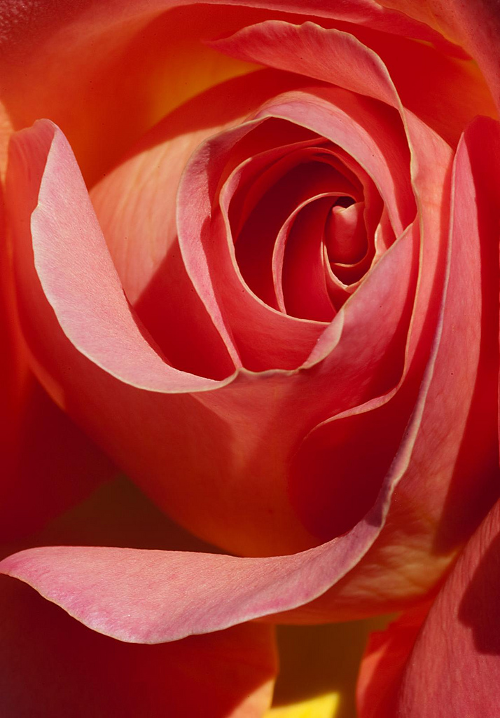 Just a Rose