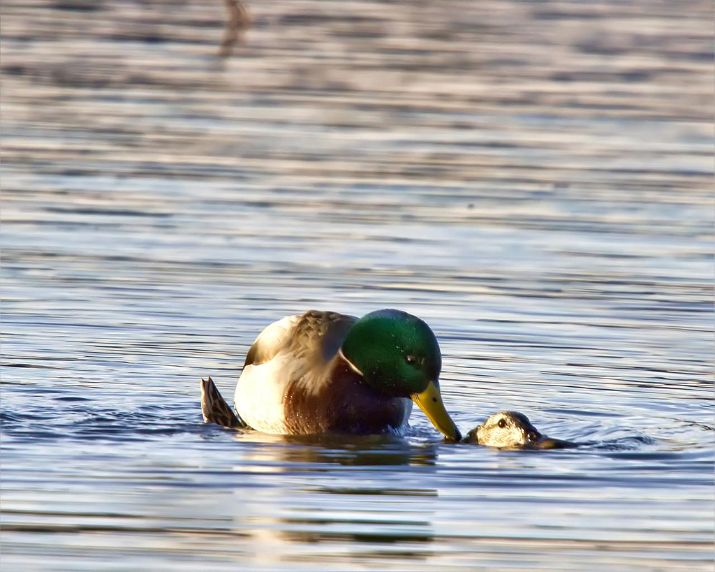 Just Ducky