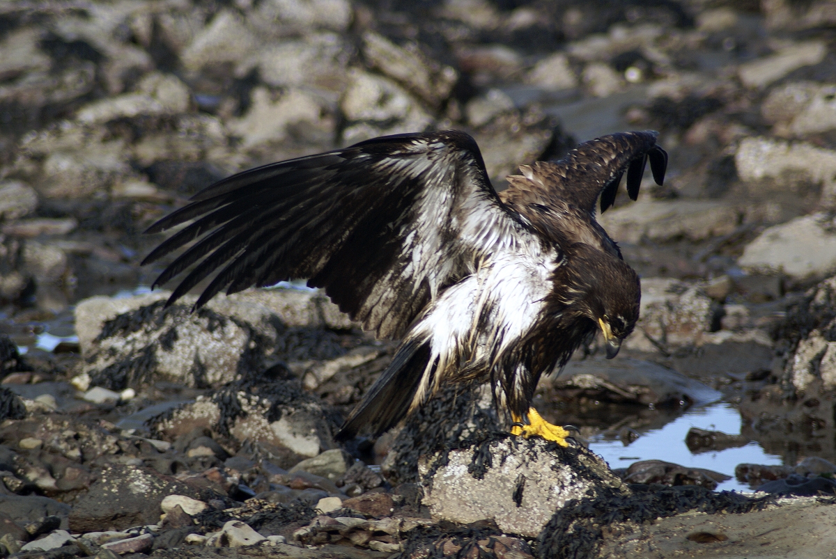 Juvenile Bald Eagle