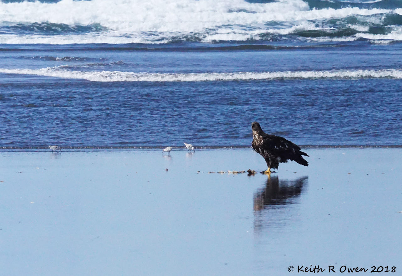 Juvenile Bald Eagle