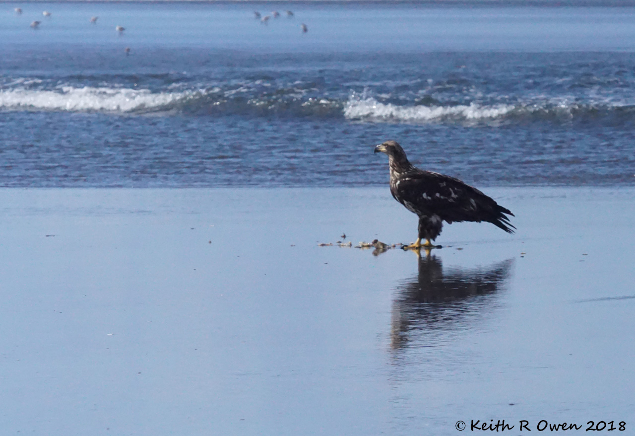 Juvenile Bald Eagle