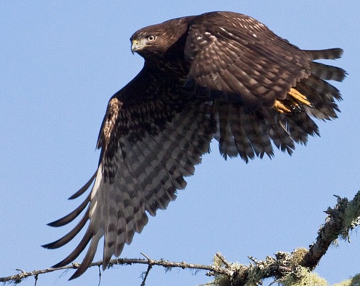 Juvenile Red-tailed Hawk