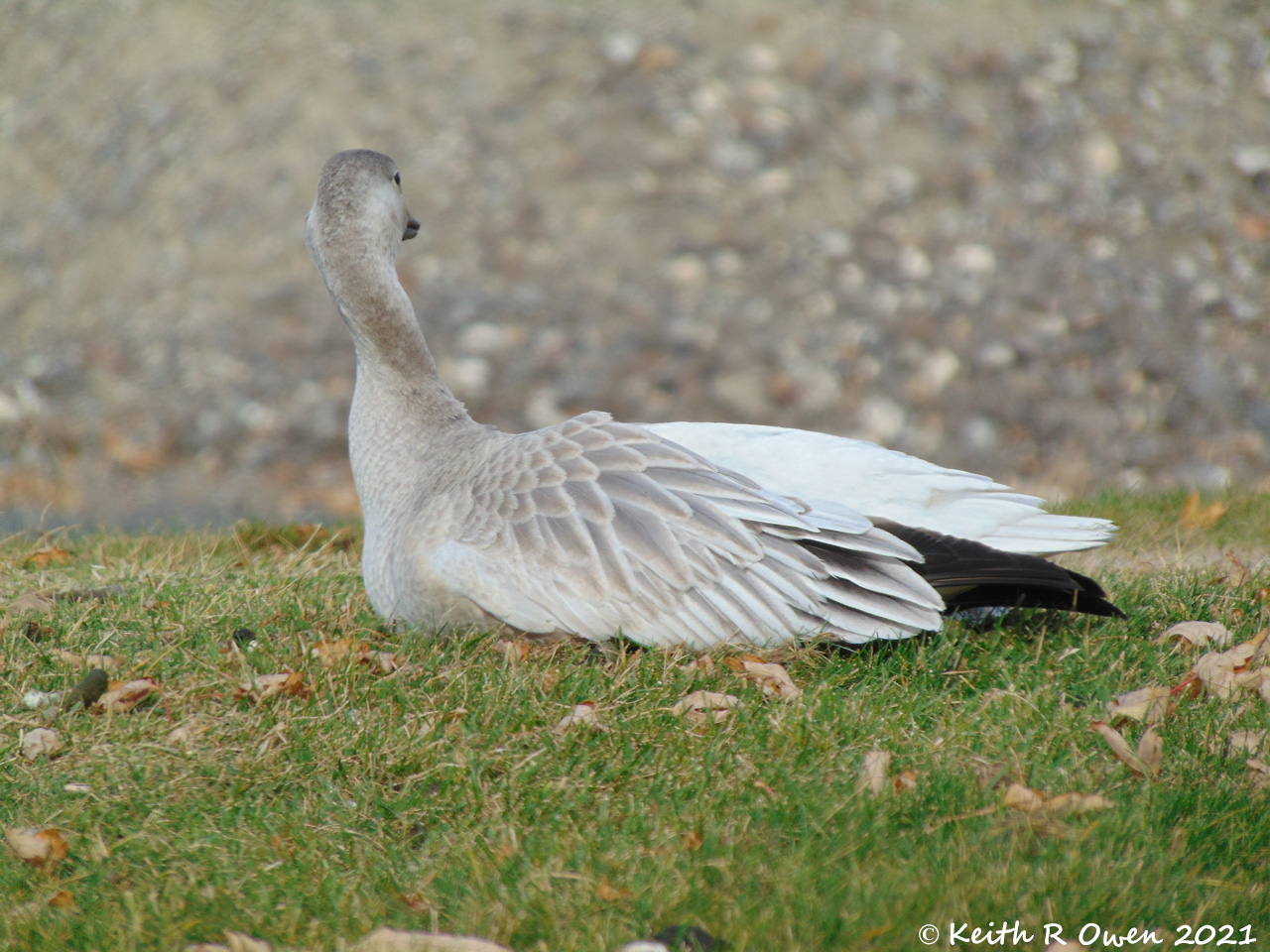 Juvenile Snow Goose