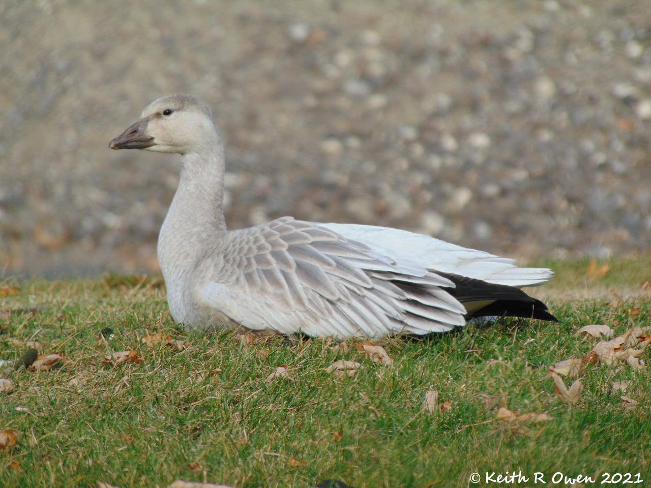 Juvenile Snow Goose