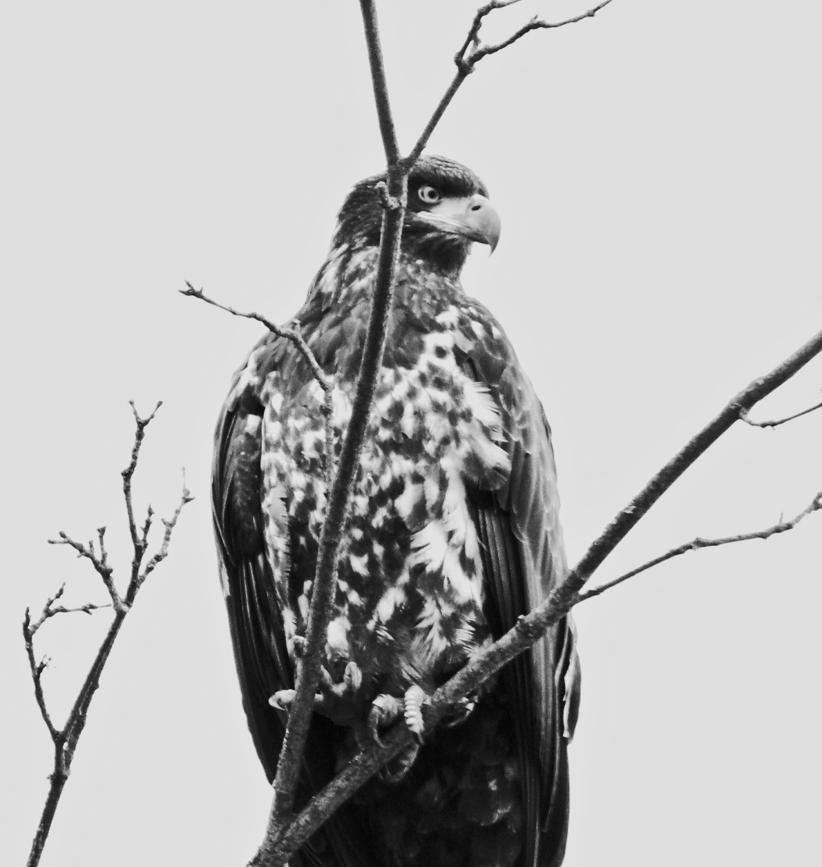 Juvie Black and White