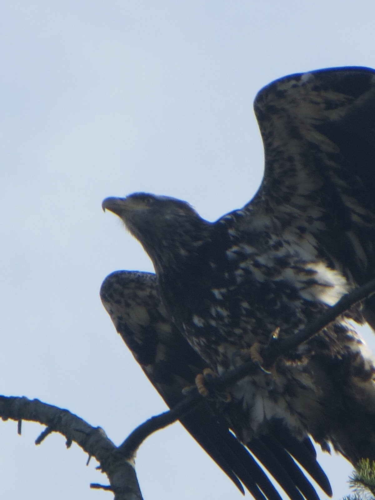 Juvinille Eagle