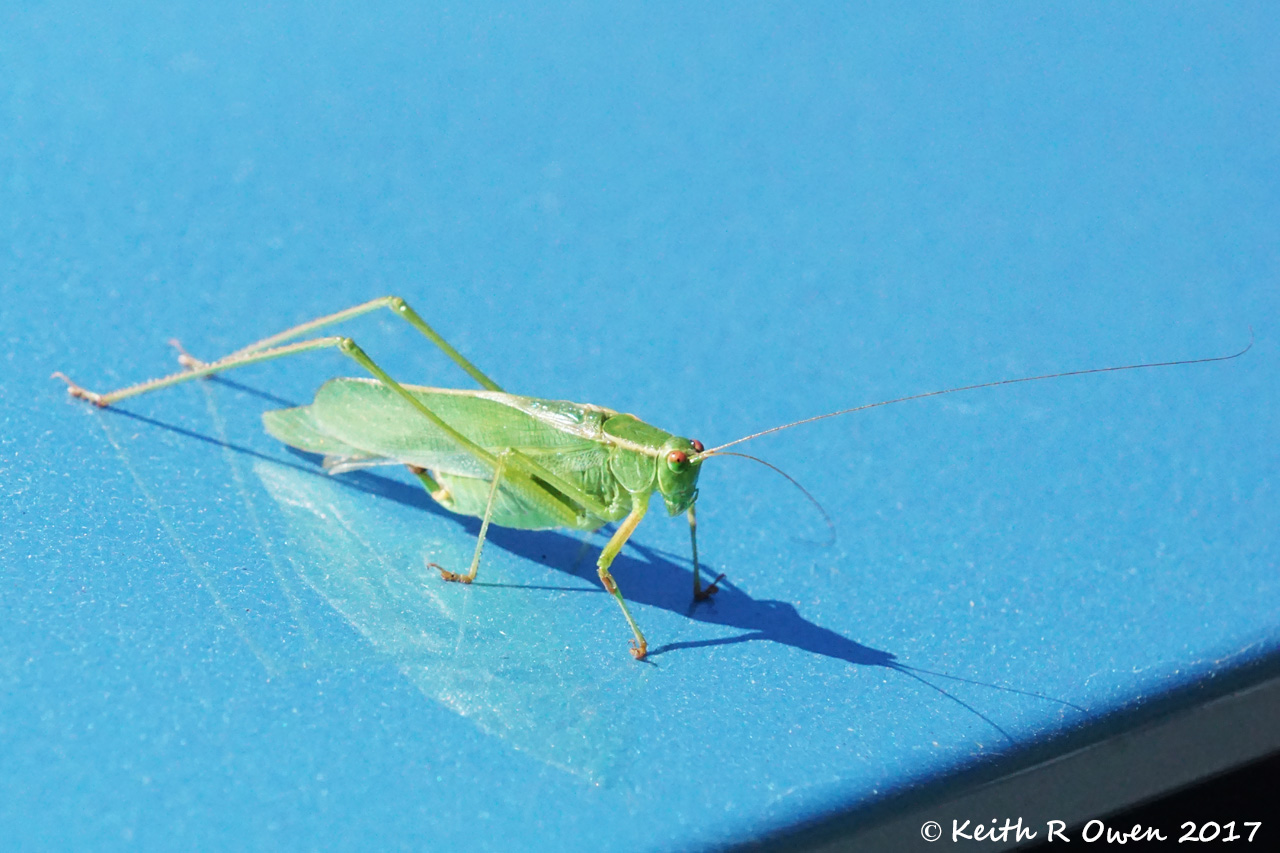Katydid