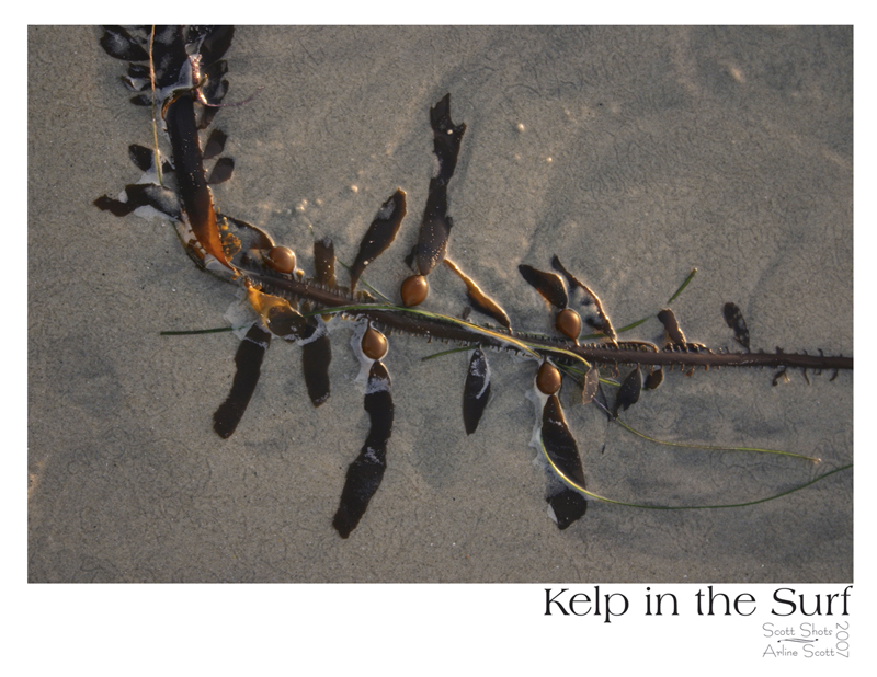 Kelp in the Surf