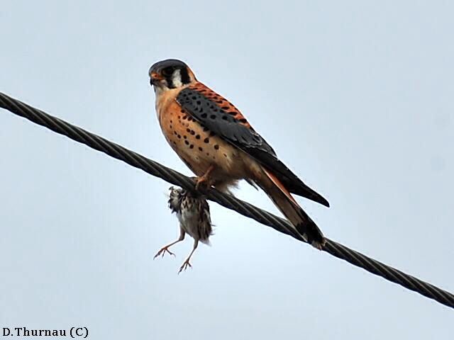 Kestrel with a meal