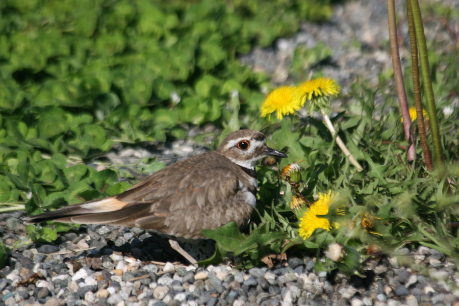 Kildeer on eggs
