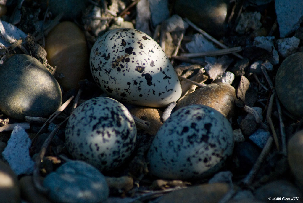 Killdeer Nest
