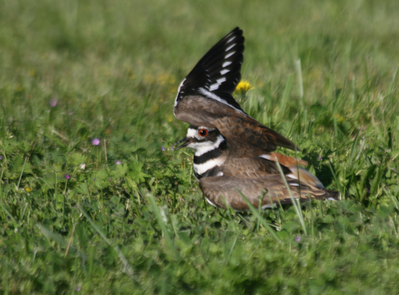 Killdeer