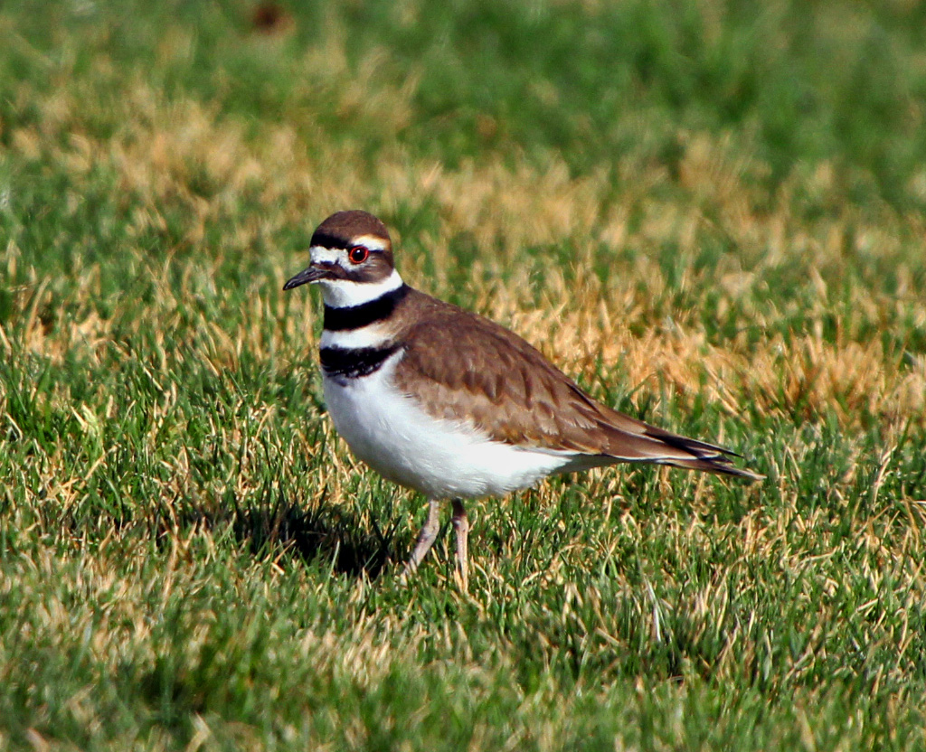 Killdeer