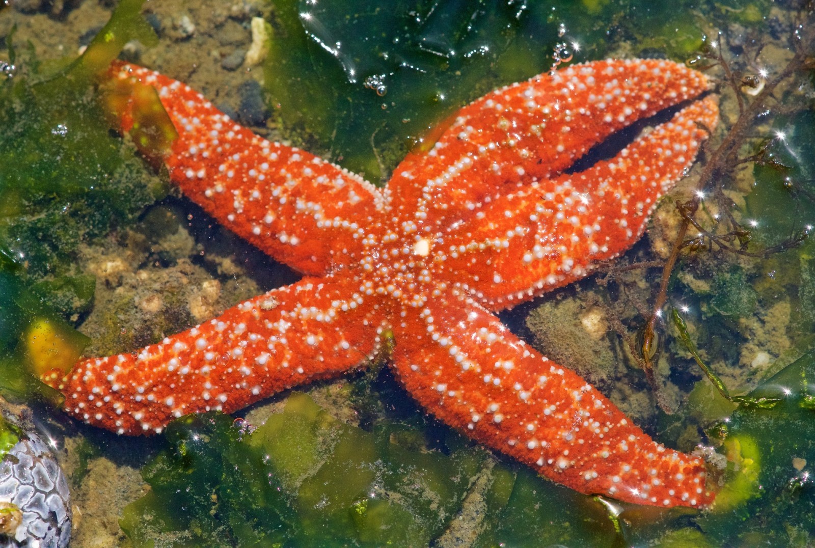 King and Snohomish County low tide discoveries, 2015