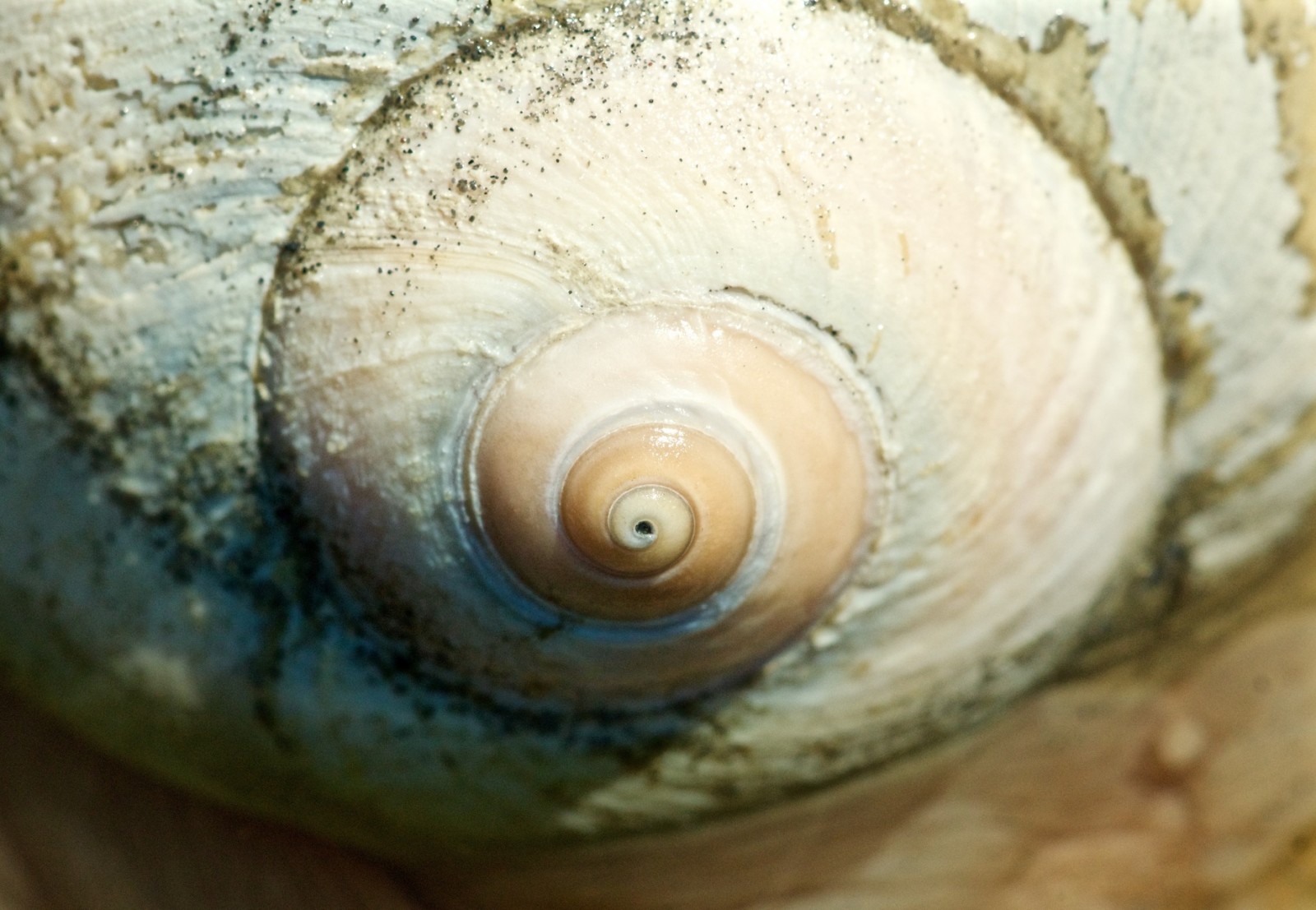 King and Snohomish County low tide discoveries, 2015