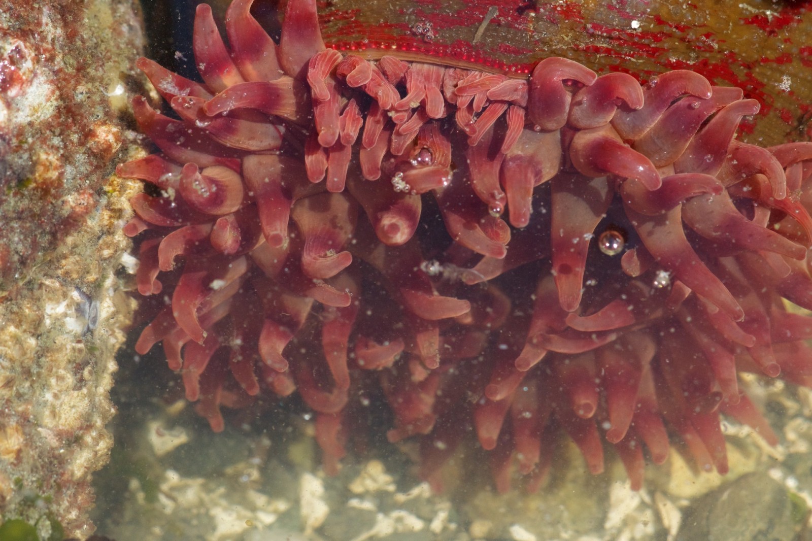 King and Snohomish County low tide discoveries, 2015