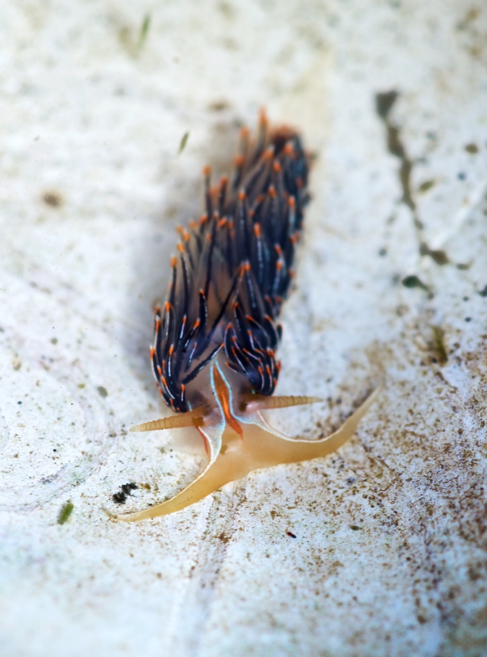 King and Snohomish County low tide discoveries, 2015