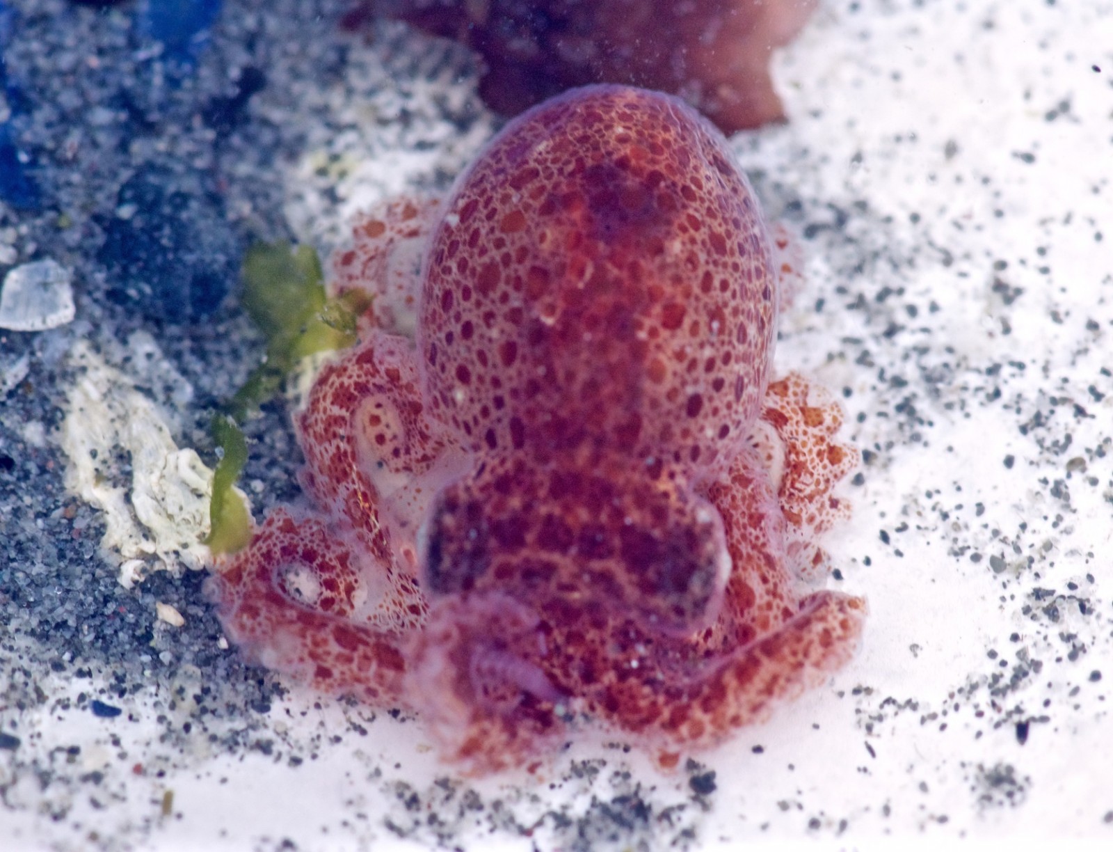 King and Snohomish County low tide discoveries, 2015