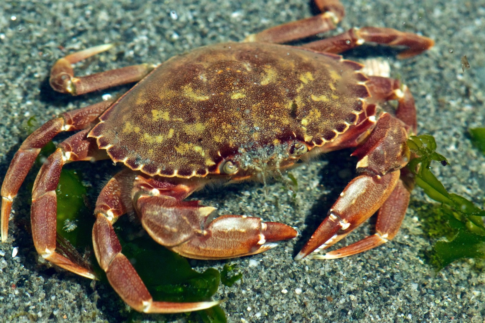 King and Snohomish County low tide discoveries, 2015