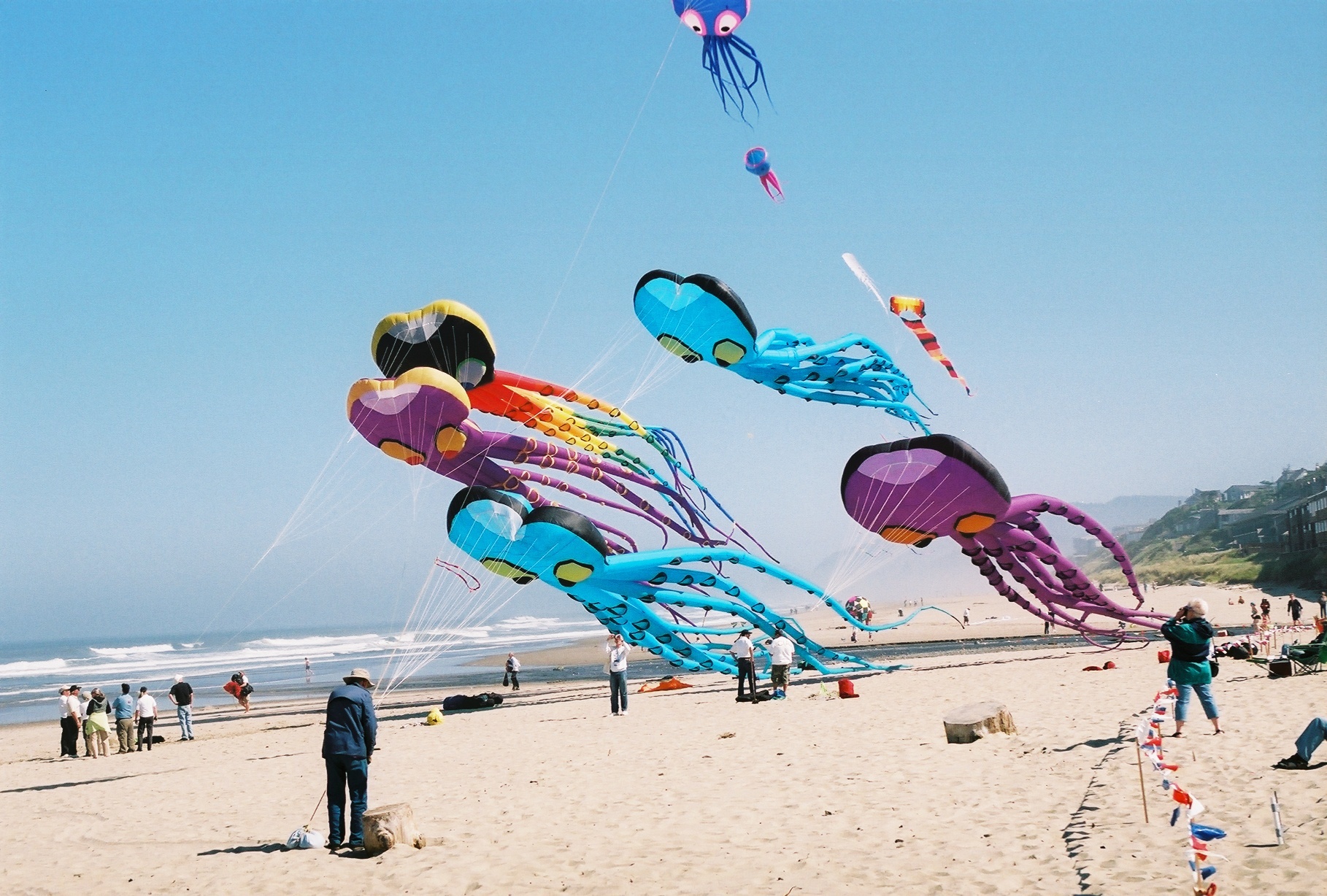 Kite Festival &amp; More