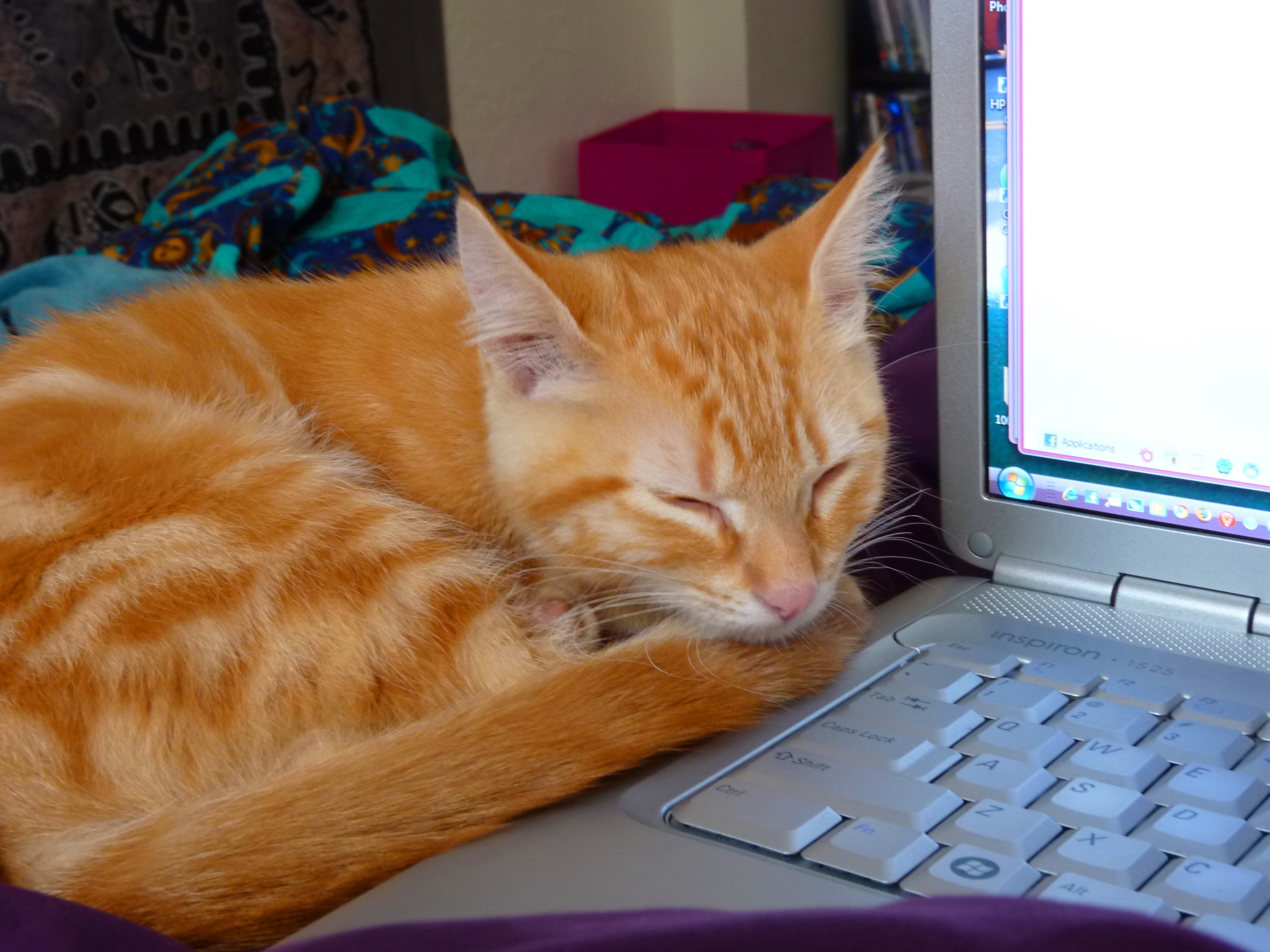 Kitten Love