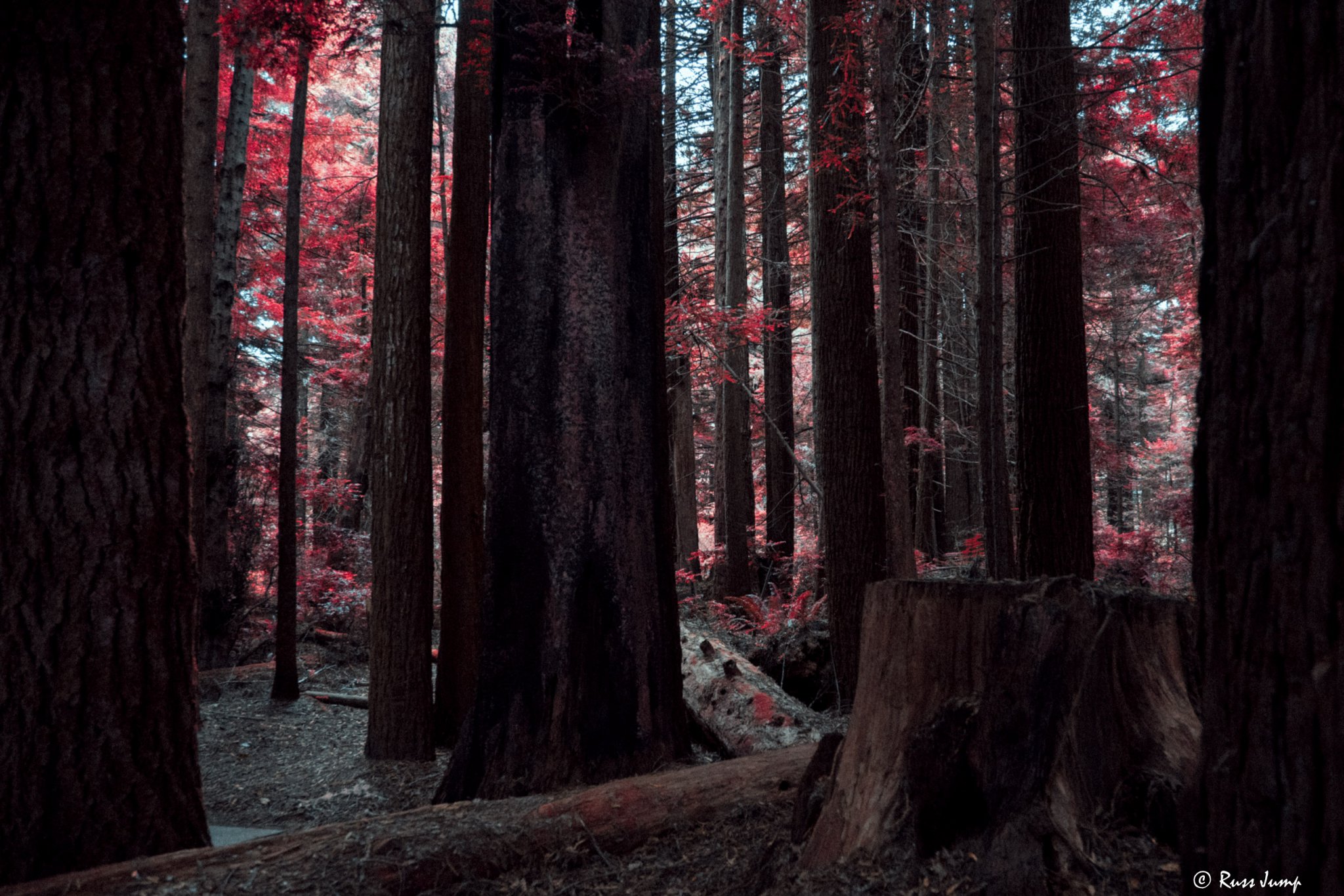 Kodak Aerochrome simulation