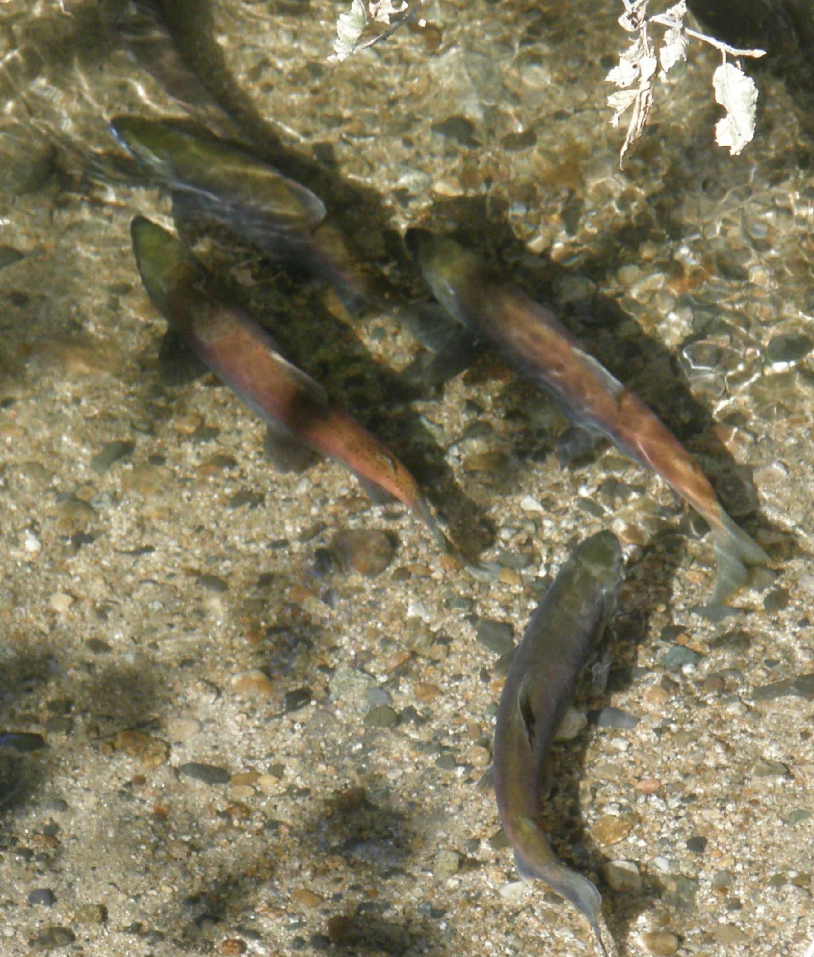 Kokanee