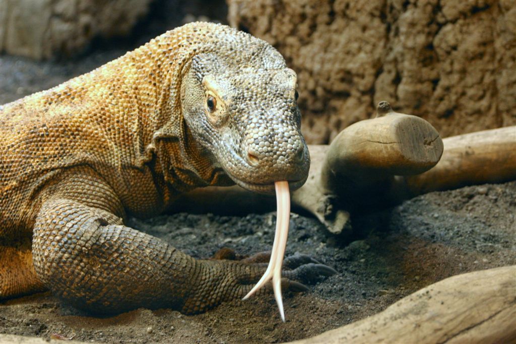 Komodo dragon