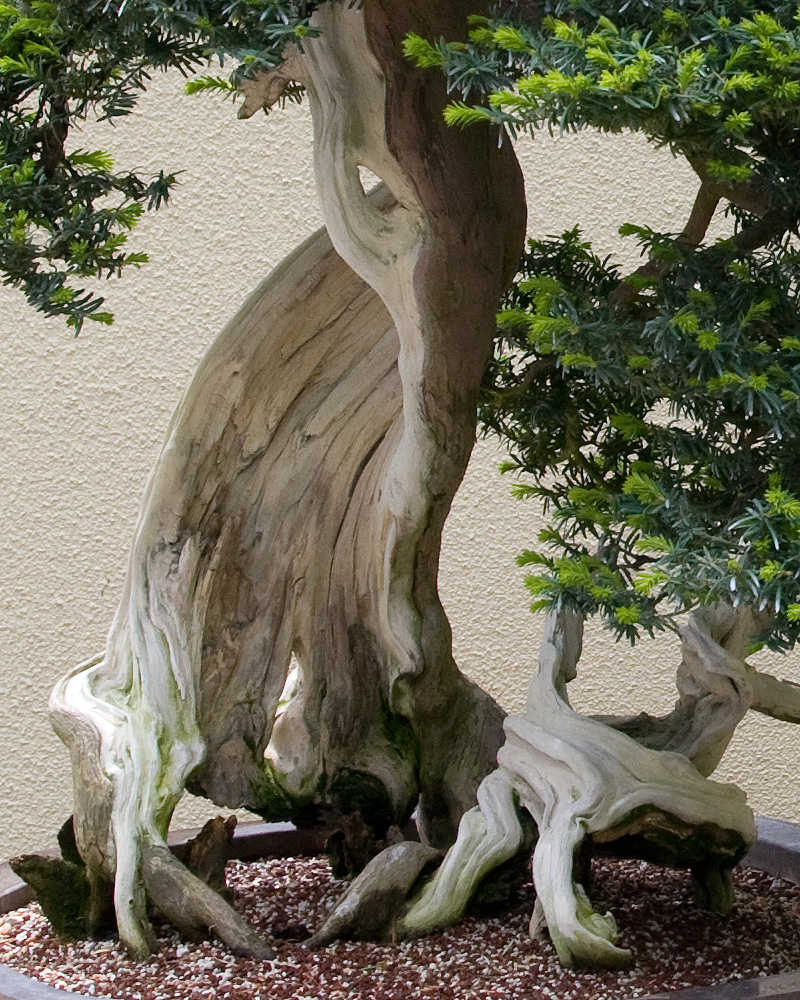 Korean Yew