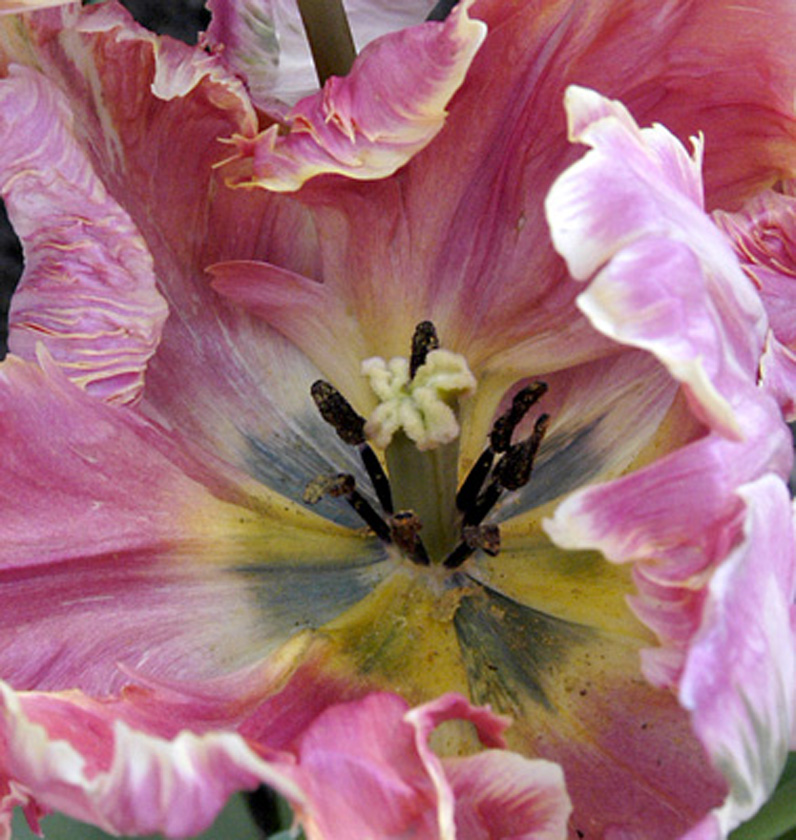 Lacy Tulip