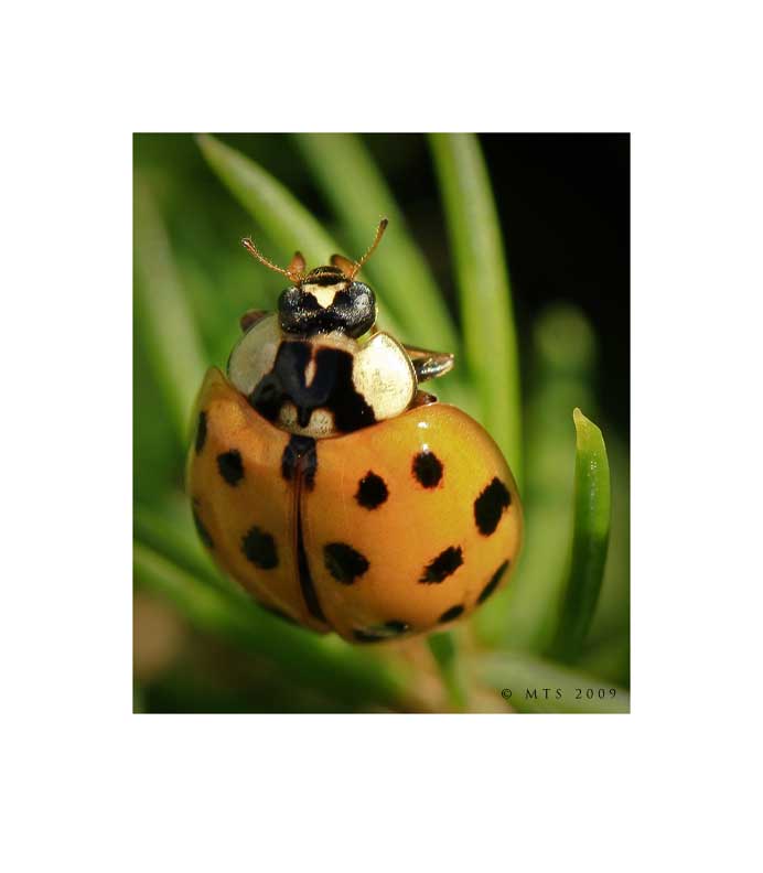 Ladybug