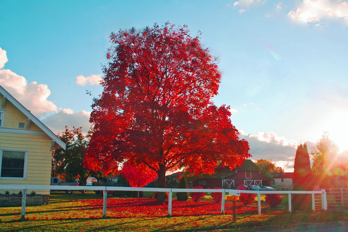 Landscapes
