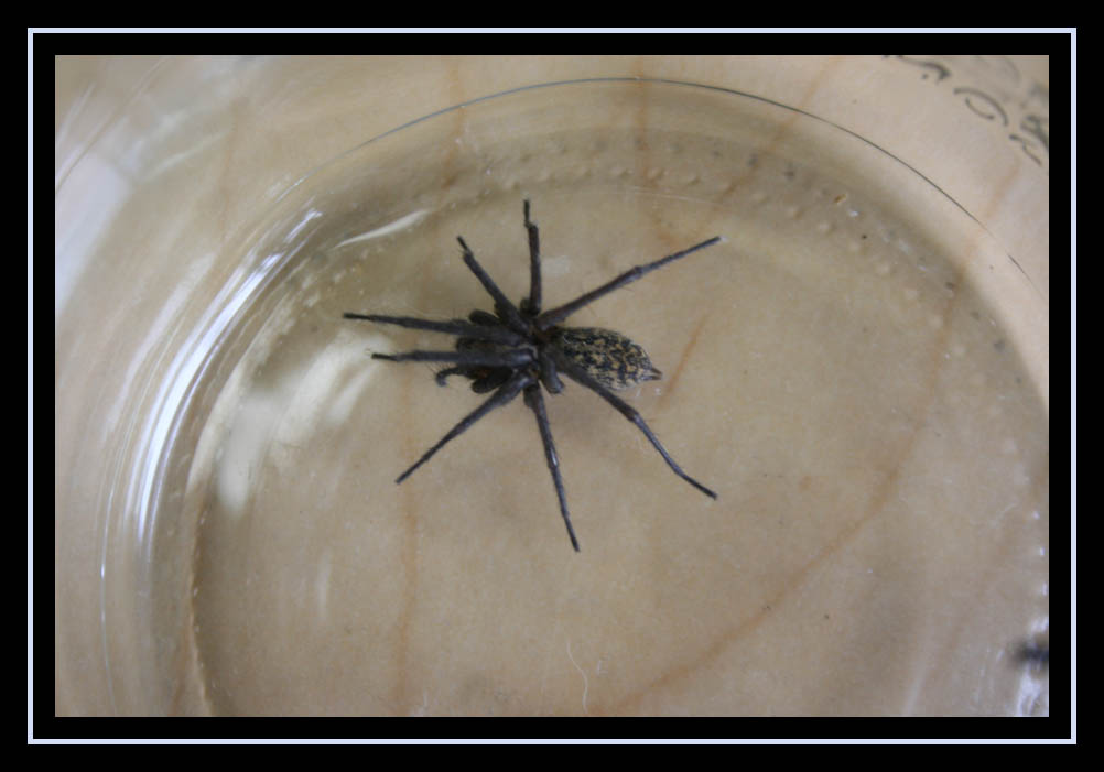 Large Spider