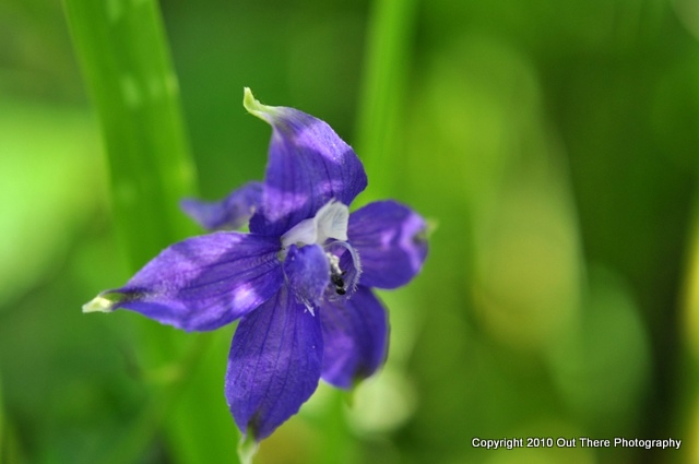 Larkspur