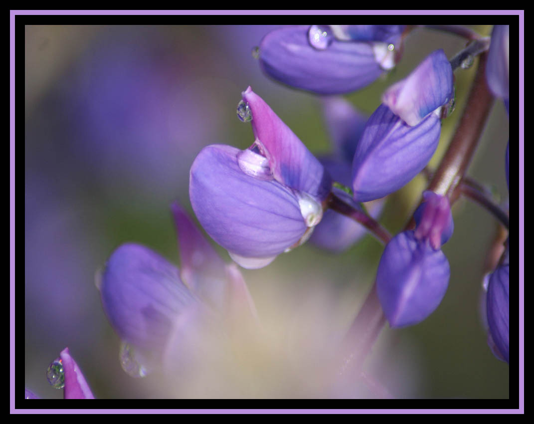 Last Lupine With Some Rain