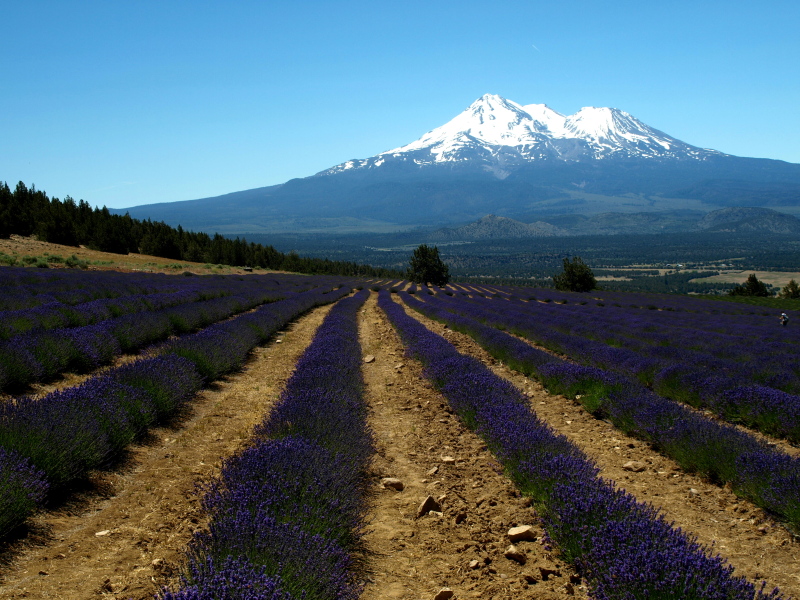 Lavender