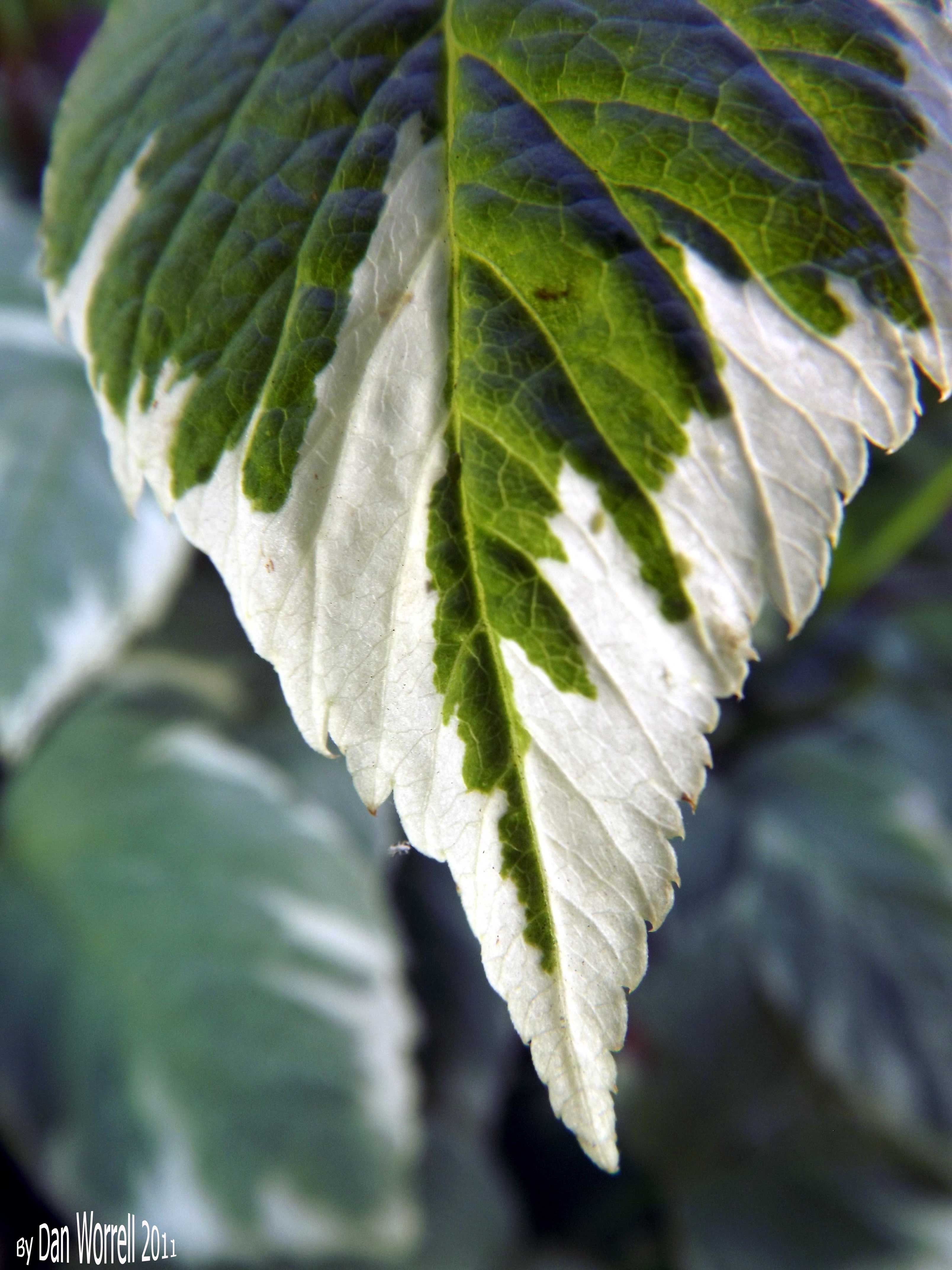 Leaf1