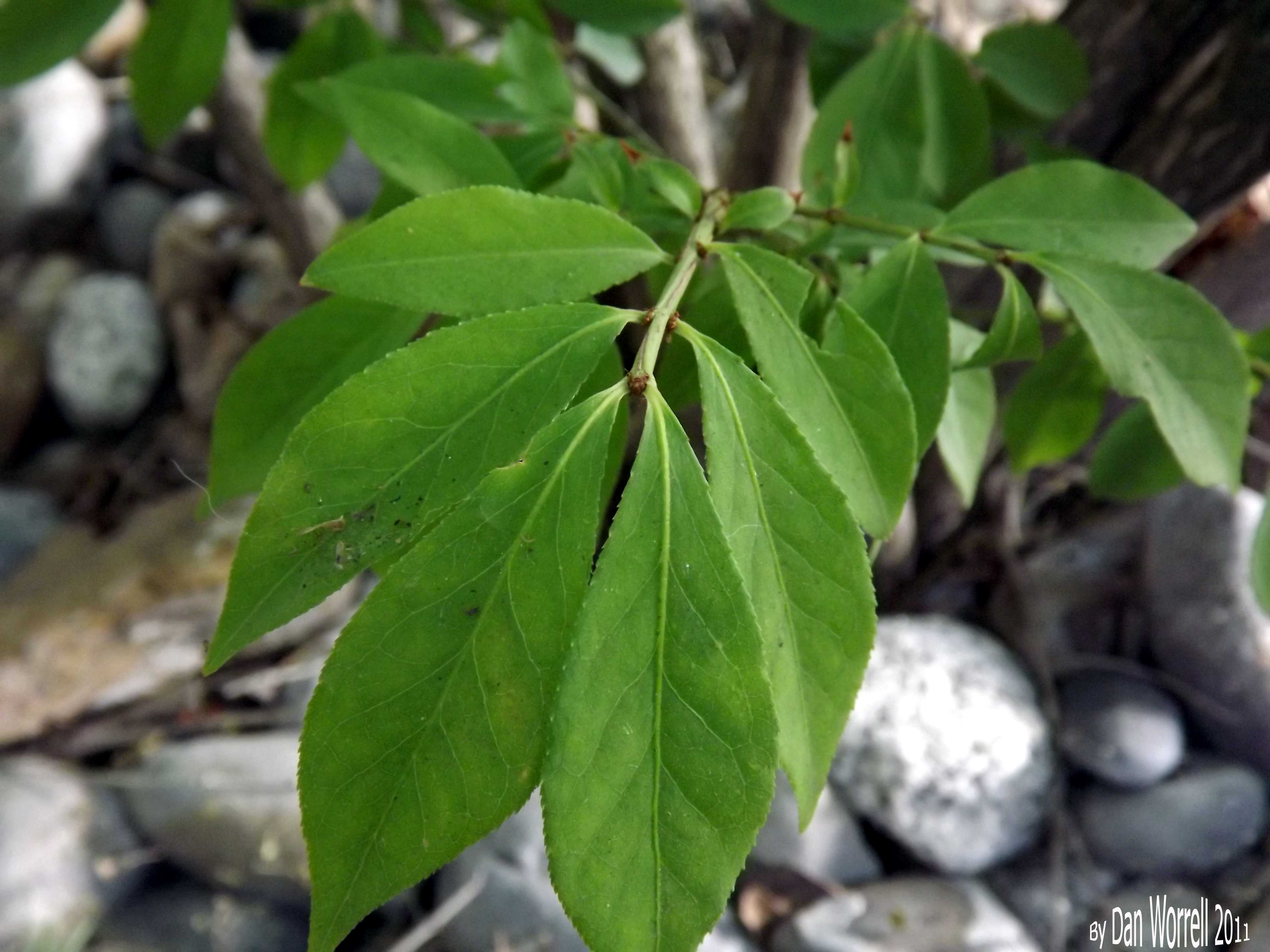 Leaf2
